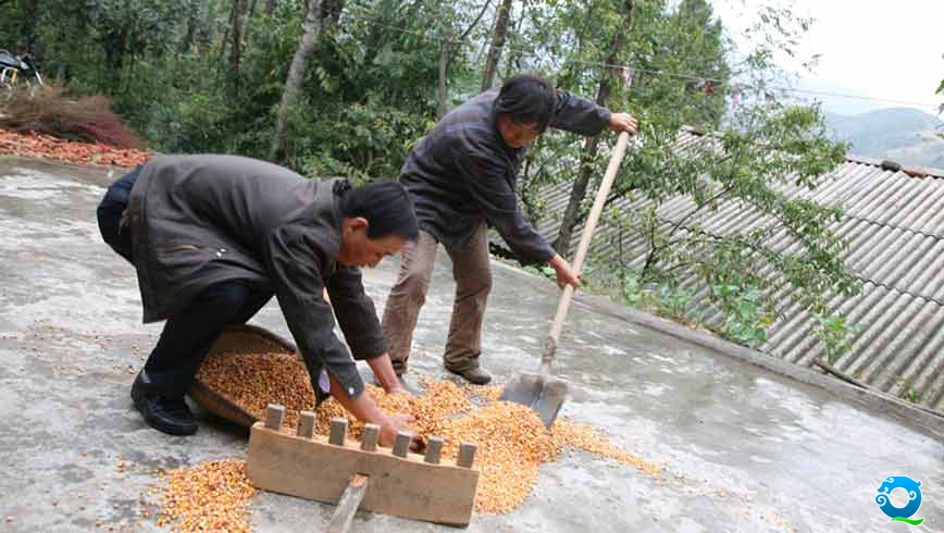 山里的雨说来就来,刚进咸河村就看到村民申玉娥一个人正在抢收晾晒的玉米,吴朝义跨下摩托二话不说帮申玉娥一起收起了玉米。多年来,像这样的劳动不计其数,他和所包村的百姓早都成了一家人。随着国家惠农政策的不断出台,吴朝义带着村干部先后争取道路建设、产业调整、人畜饮水、电网改造、通讯设施等项目资金600多万元,新修、拓宽、硬化道路18公里,改造电网11公里,架设移动通讯塔2处,建设人畜饮水工程3处,52户208名群众吃上了自来水。