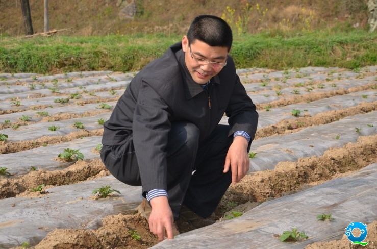 地膜洋芋.jpg