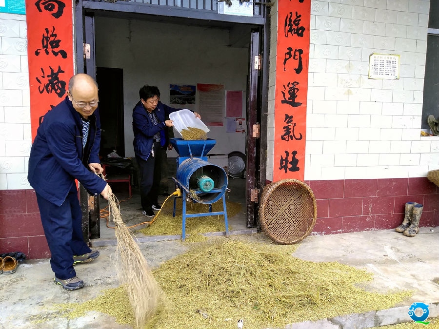 图6:持续的阴雨天气给群众秋收带来不便,帮扶干部利用晴好天气,帮助贫困户收割晾晒水稻,确保颗粒归仓。_副本.jpg